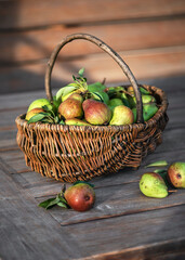 Harvest of fresh organic ripe pears with leaves in the wicker basket on the old wooden garden table. Thanksgiving  and healthy food concept.