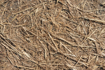 background texture dry pressed grass close up