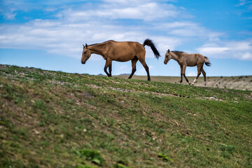 horses in the mountains