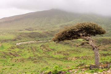 Green Landscape in salalah, oman