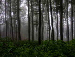 Fototapeta premium forest in the morning mist mystical landscape