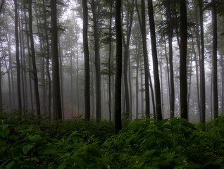 forest in the morning mist mystical landscape