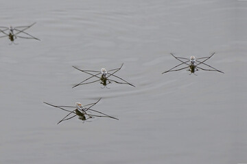 Water bug standing on the water surface. Blue and silver ripples in water.