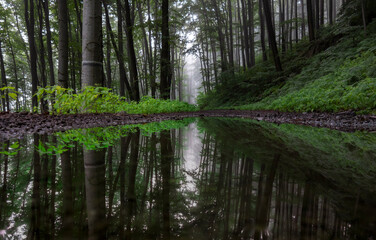 forest path reflection of trees in a pool