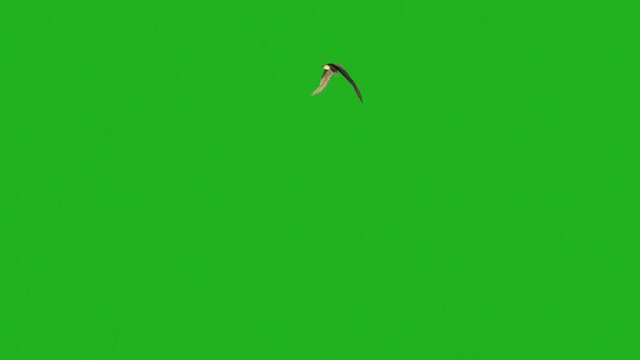 Flying Eagle Green Screen Motion Graphics