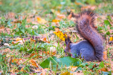 Squirrel in autumn hides nuts on the green grass with fallen yellow leaves