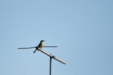Vuelo del Benteveo en la ciudad