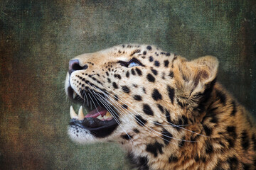 Amur leopard looking up. Indigenous to southeastern Russia and northeast China, and listed as...