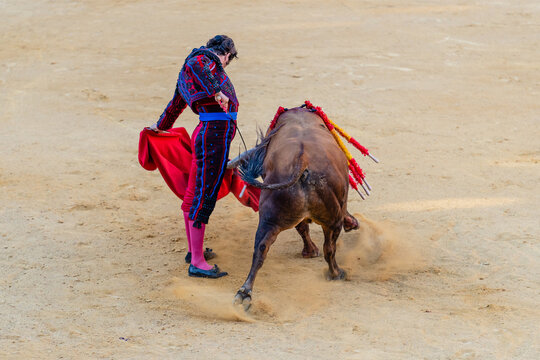 Brave bullfighter and bull of sandy arena