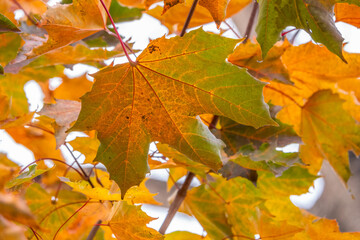 Maple branches with yellow leaves in autumn, in the light of sunset.