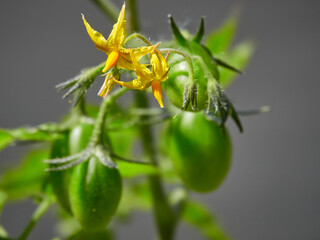 Closeup group of young green tomatoes on green stems, with Yellow flower. Organic farming. Agriculture concept. no people, with copy space. 