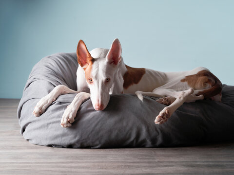 The dog resting . Spanish greyhound lies. Podenko ibitsenko