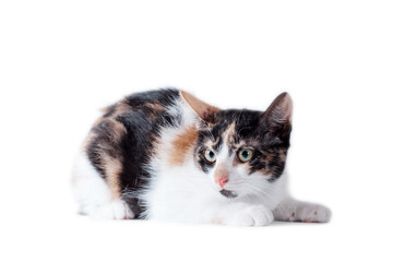 Obraz premium tricolor adult cat lying on a white background