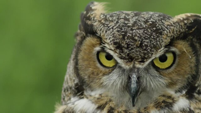 Great horned owl close up extreme slow motion eye blink