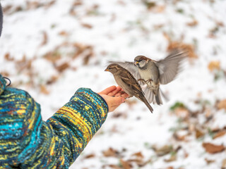 Hungry Sparrow sits on boy's hand and eating seeds