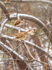 Sparrows sits on a branch without leaves in autumn or winter snowfall
