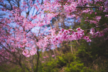 pink cherry blossom