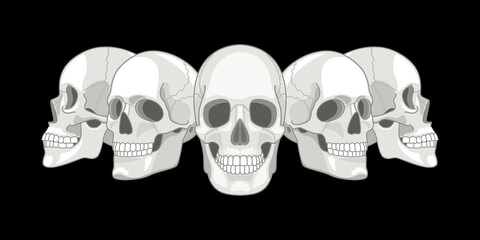 Human skull sides