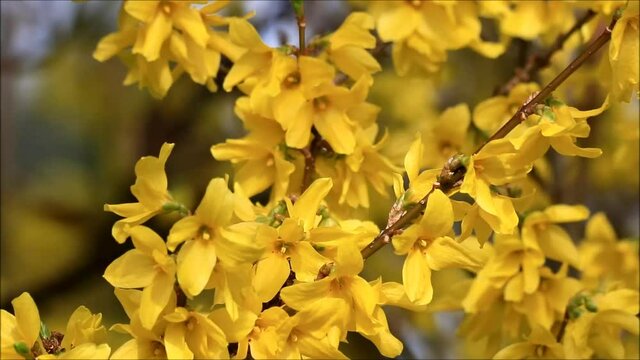 yellow flower forsythia in full bloom, spring
