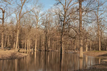 Foto auf Leinwand River in winter with bald cypress trees © Rachelle Yingling