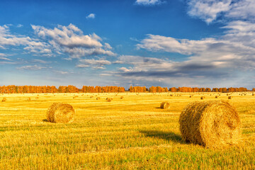 Picturesque autumn landscape with beveled field and straw bales. Beautiful agriculture background