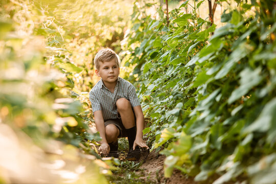 The little boy stands with a basket in the garden bed