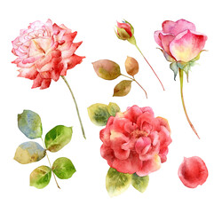 Flowers set of hand drawn watercolor roses - 451243143