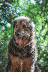 Mixed-breed dog sitting on a background of green thickets in the forest