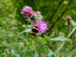 bee on a flower