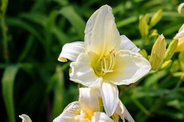 Obraz premium White Lily blooming under summer sun.