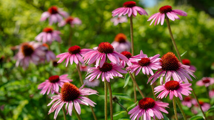 Purple Coneflowers blooming under summer sun. - Powered by Adobe