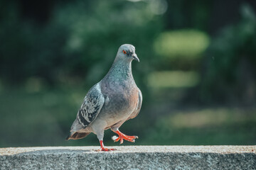 pigeon in the park