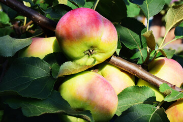 Outdoor colorful shot: a bunch of red apples on a branch, ready to be picked, close-up