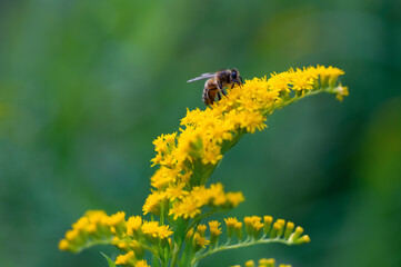 Biene Apis Goldruten Solidago gelb Blume Korbblüter Nektar Pollen Tracht Bestäubung Makro Nahaufnahme Details selektive Schärfe Blütenstand Garten Fokus Honig Imker Details Körbchen Farbe intensiv 