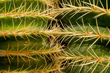 Detail of the sharp spikes of a cactus.