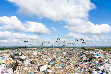 Storks surrounded by garbage in a landfill, the effects of environmental pollution