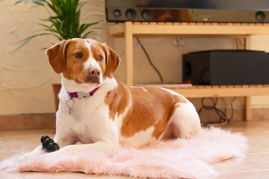 Mixed bred dog resting on carpet at home