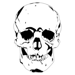 Skull on black vector illustration