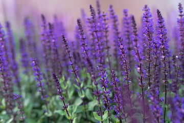 Fototapeta na wymiar Close-up of lavender blooming in a flower bed. High quality photo
