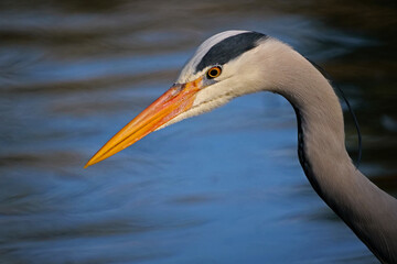 portrait von einem graureiher, hintergrund blaues wasser, ardea cinerea