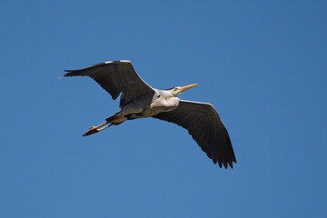 graureiher im flug vor blaumen himmel, ardea cinerea