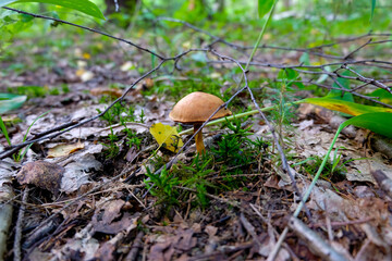 Mushroom Obabok, forest, nature, summer forest