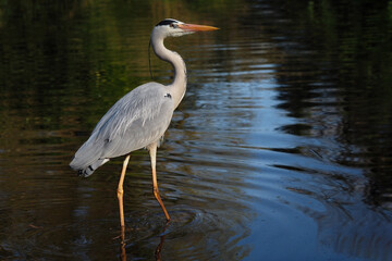 graureiher steht in einem see mit dunkelblauem wasser, ardea cinerea