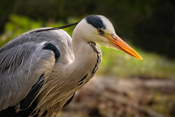 portrait von einem graureiher vor grünem unscharfem hintergrund, ardea cinerea