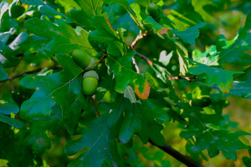 close-up of oak acorns and green leaves on a branch, close-up depth blur, wide panorama, banner or background, natural, natural beauty, clean forest