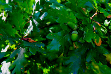 close-up of oak acorns and green leaves on a branch, close-up depth blur, wide panorama, banner or background, natural, natural beauty, clean forest