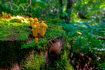forest mushrooms on a stump in the forest fabulous mushrooms a pleasant meeting in the autumn forest