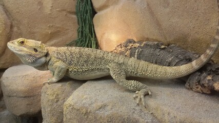Bearded Dragon - pogona vitticeps