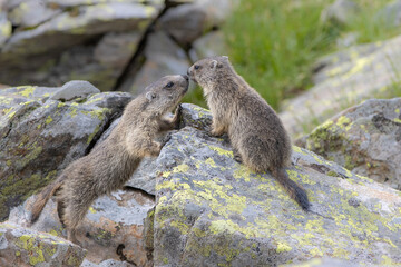 Junge Murmeltiere in den Bergen