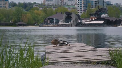 Two Wild Ducks Sleep on the Wooden Pier on the River Bank on the Background of Urban Development
